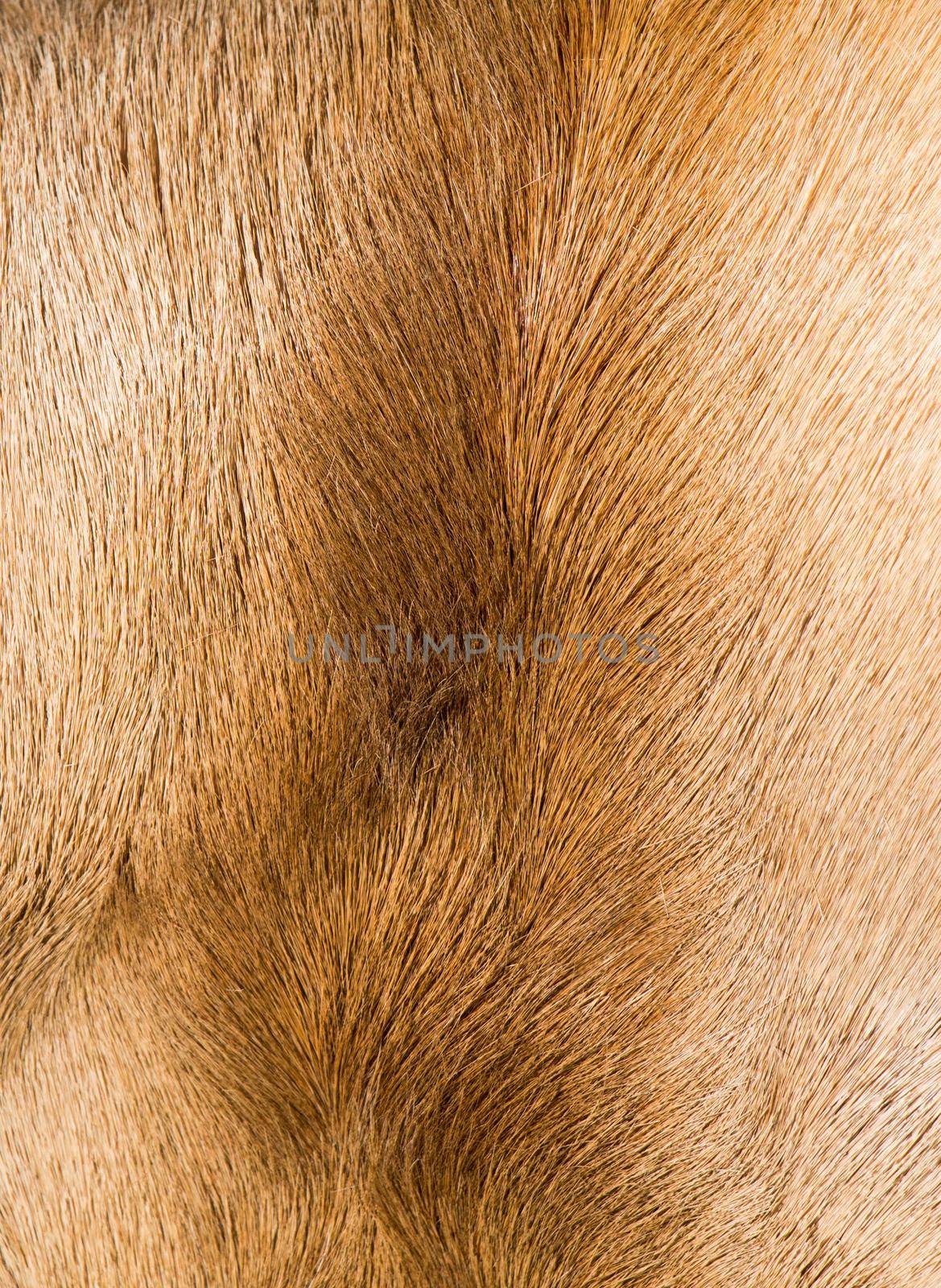 Decorative animal  fur as a background texture