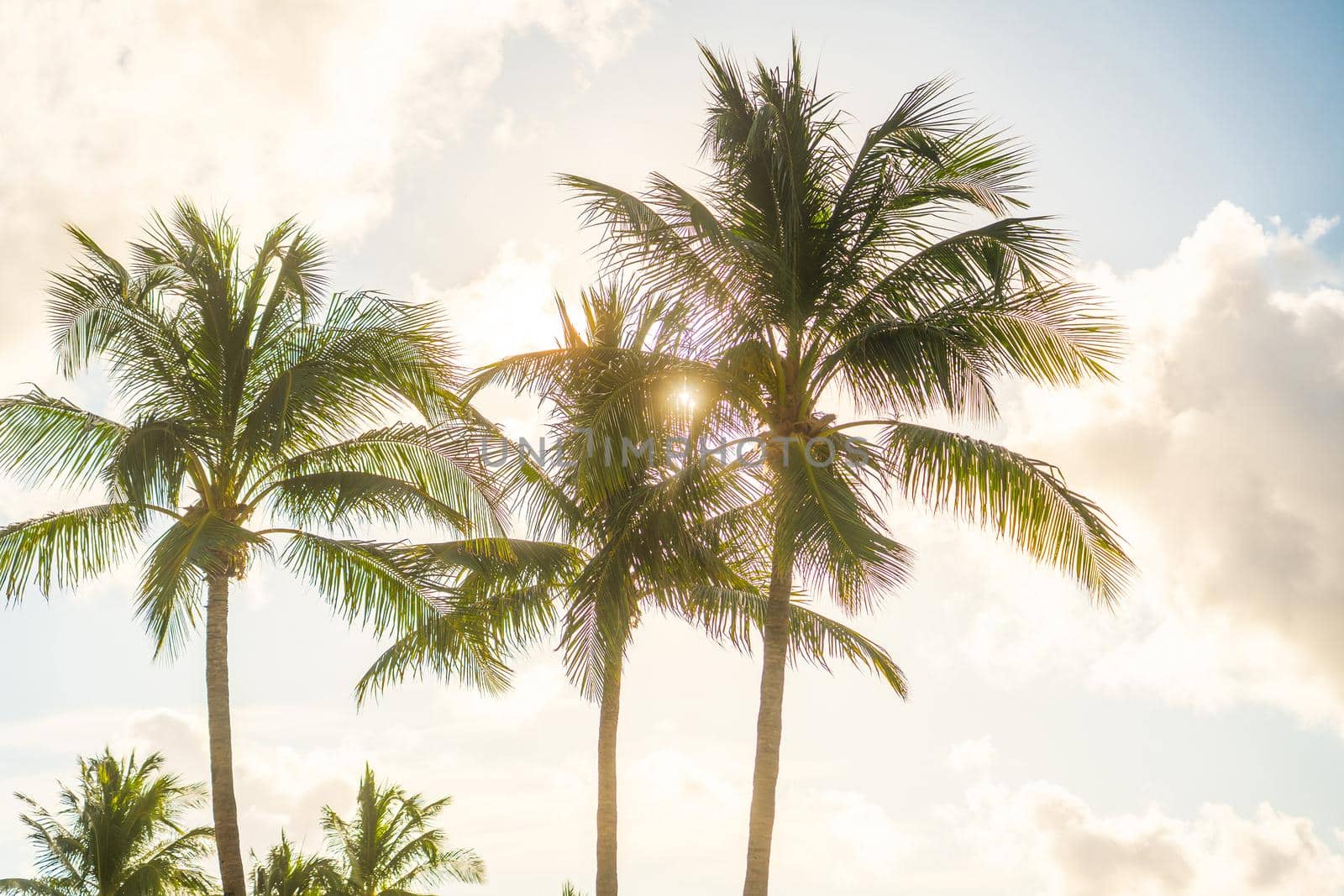 Morning in Miami south beach. Palm trees with sunlight on a background
