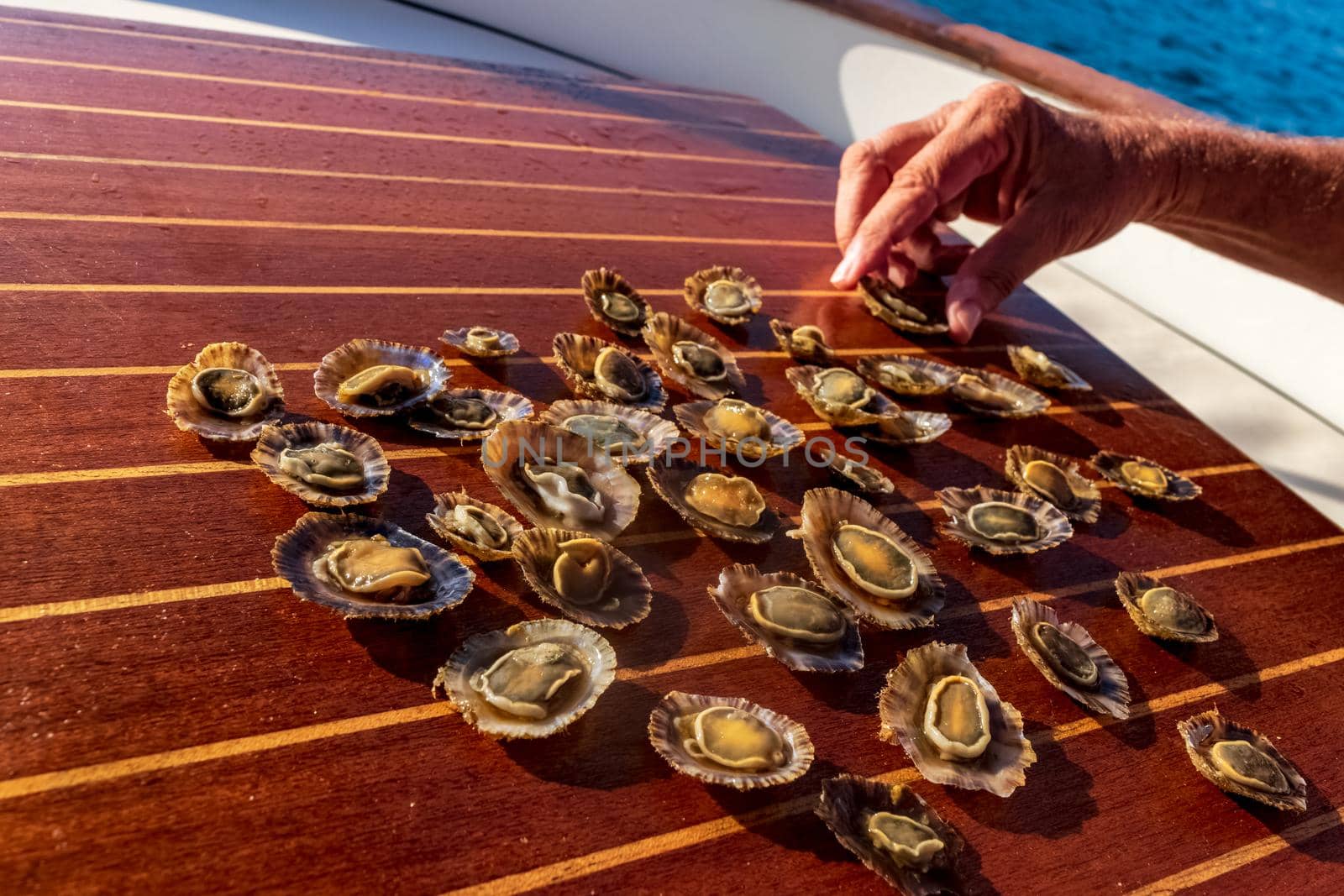 Closeup of some tasty freshly caught limpets. by silentstock639