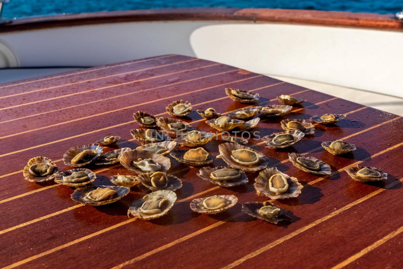 Closeup of some tasty freshly caught limpets, ready to be eaten.