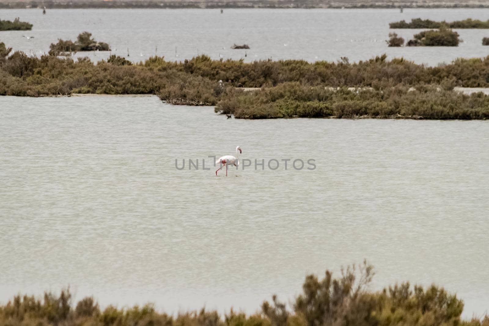 A beautiful specimen of flamingo while it feeds in a pond. by silentstock639