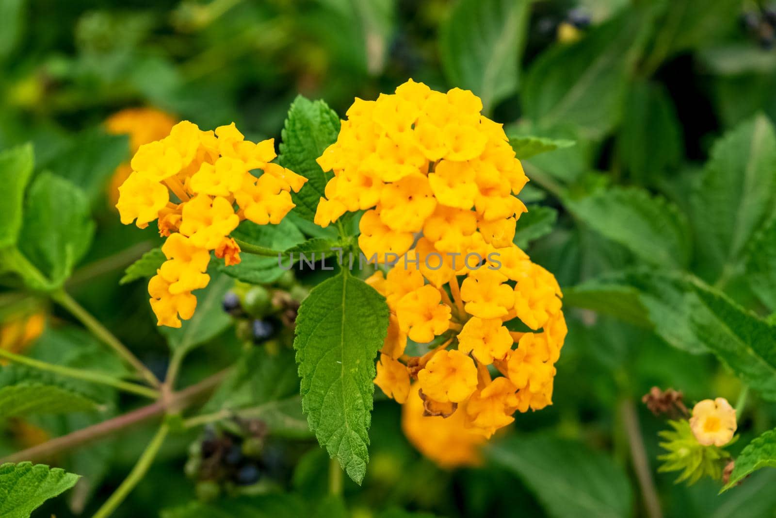 Closeup of a beautiful lantana hirta plant by silentstock639