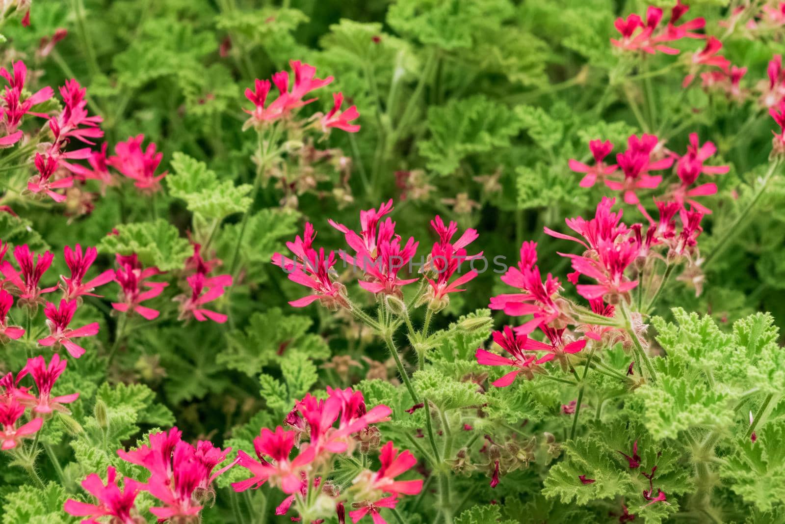 Closeup of a beautiful geranium plant by silentstock639