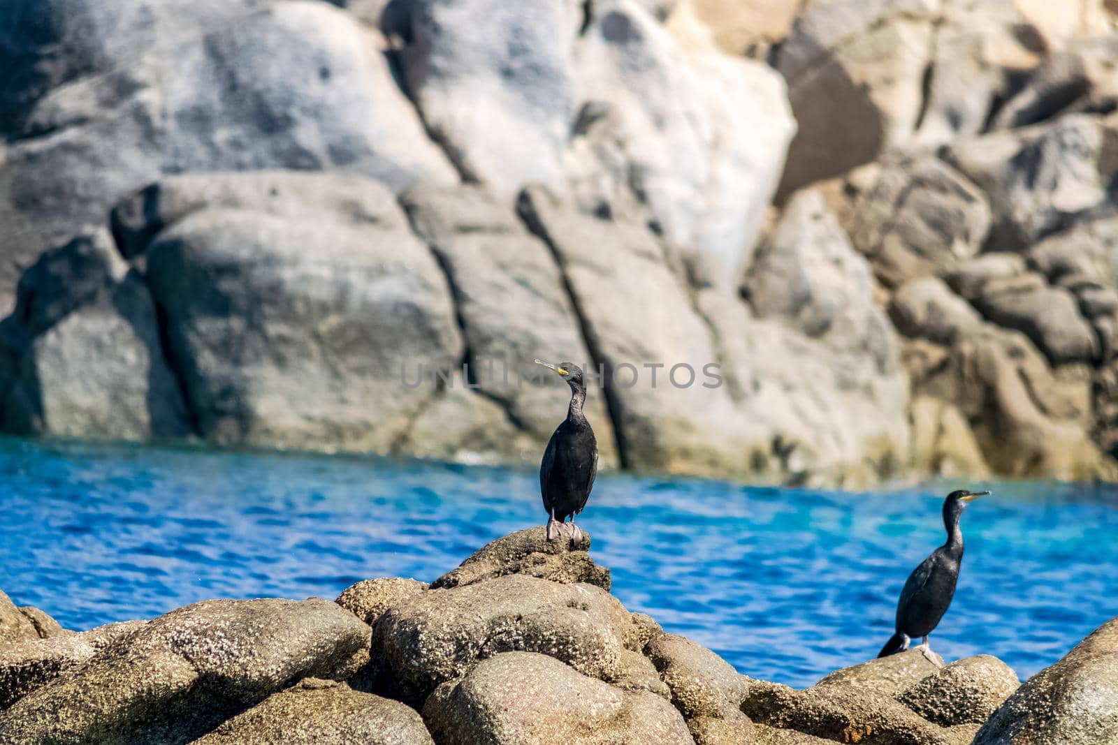 A pair of cormorants lying on the granite rocks. by silentstock639
