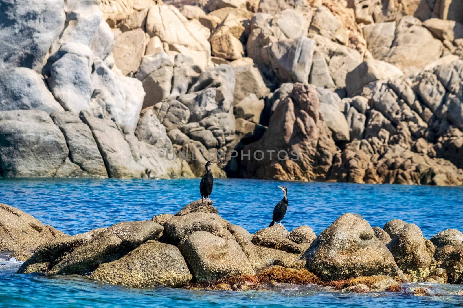 A pair of cormorants lying on the granite rocks. by silentstock639