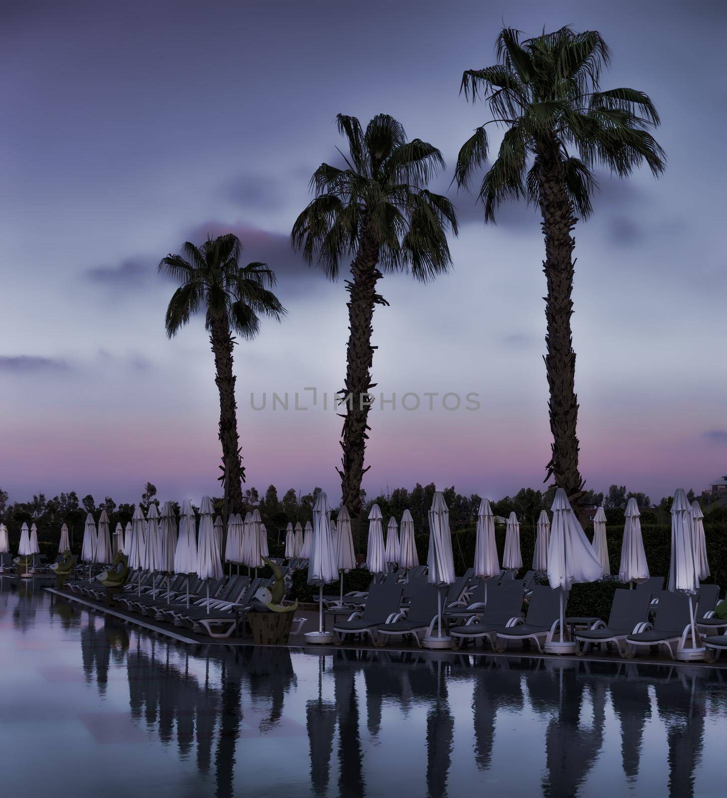 Three palms near abeautiful swimming pool