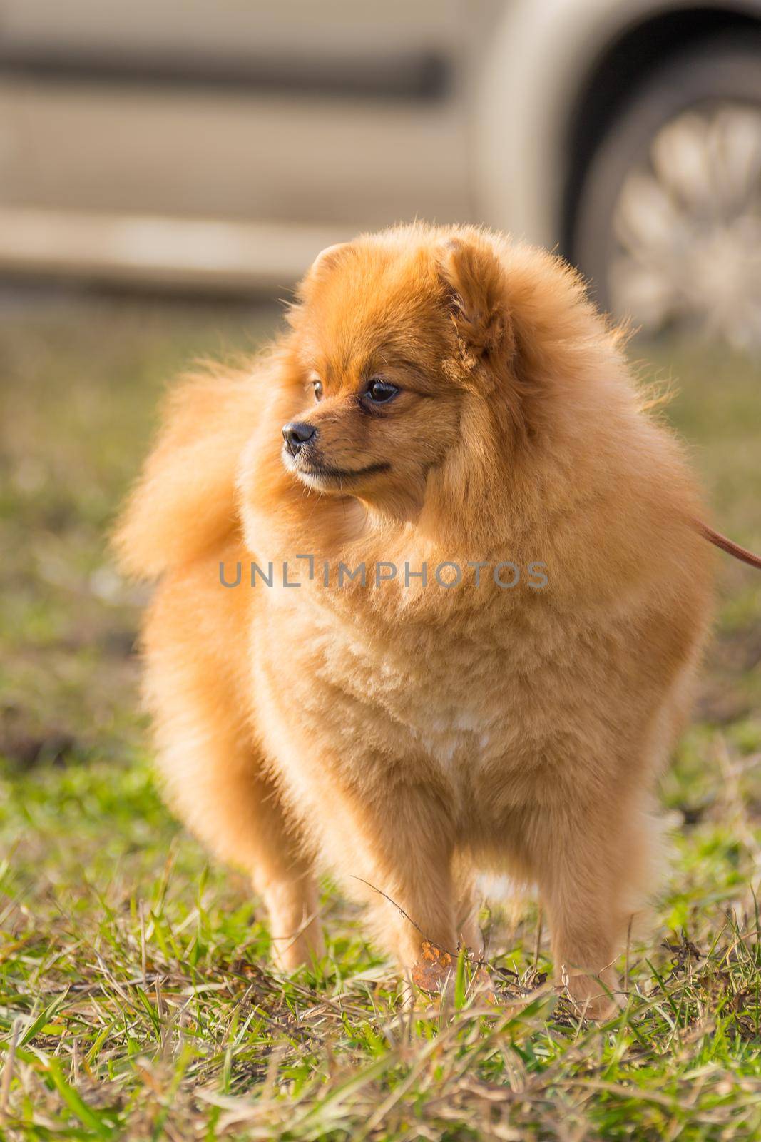 Portrait of cute pomeranian spitz dog