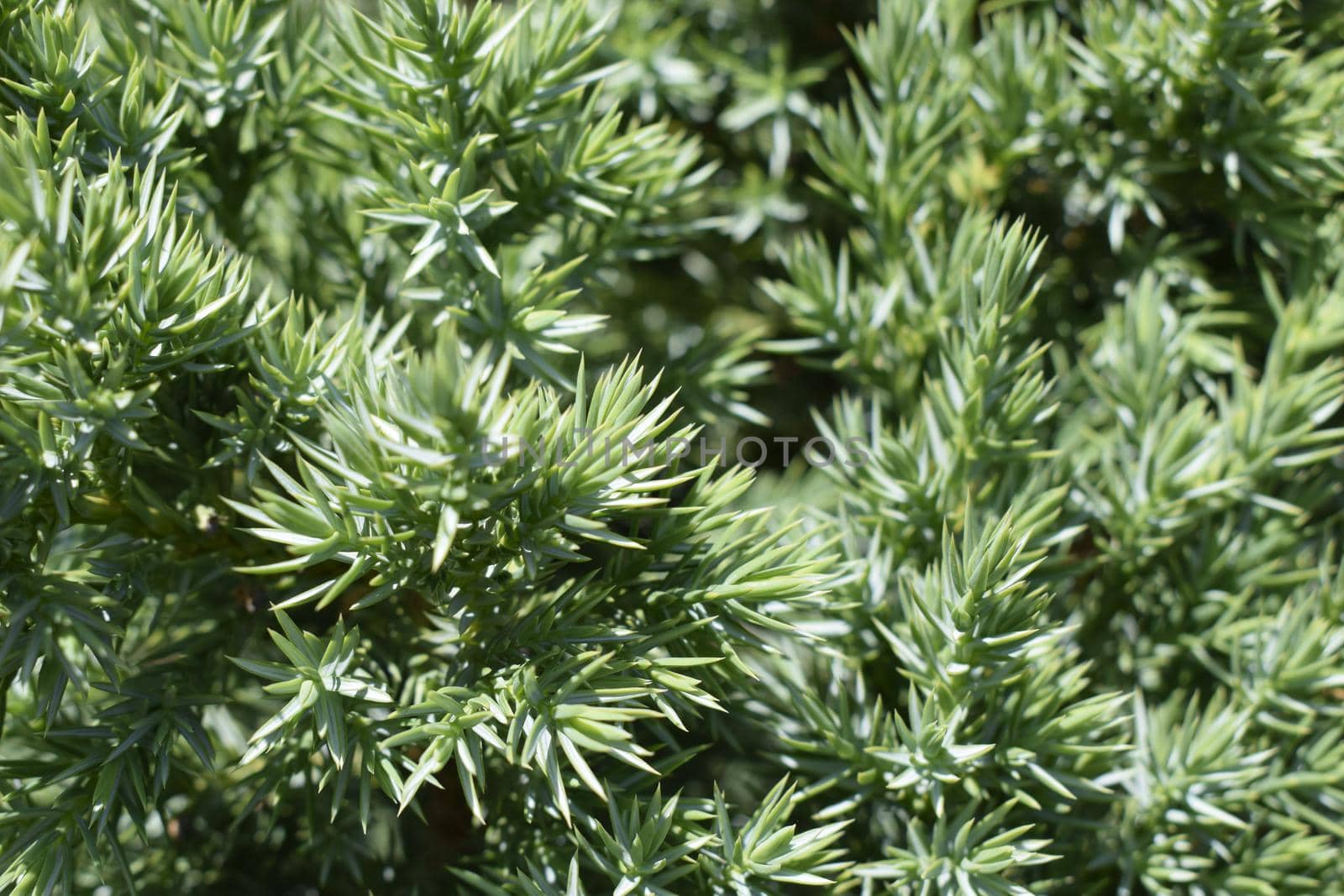 The original texture of natural juniper needles. Close-up. Blue small needles. Nature for design. Elegant nature concept. Natural green texture. Soft focus. Garden art/ design/ landscape.