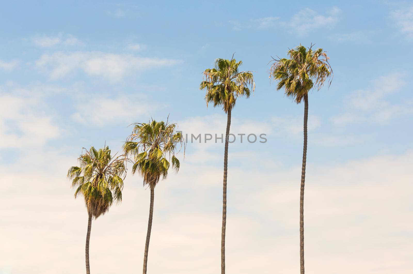 Palm trees on blue sky background
