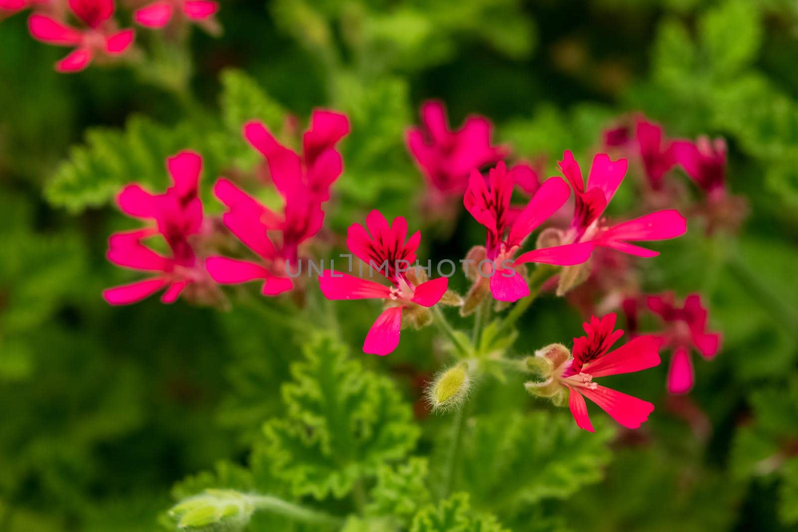 Closeup of a beautiful geranium plant with its characteristic flowers. Note the incredible purple color of the petals.