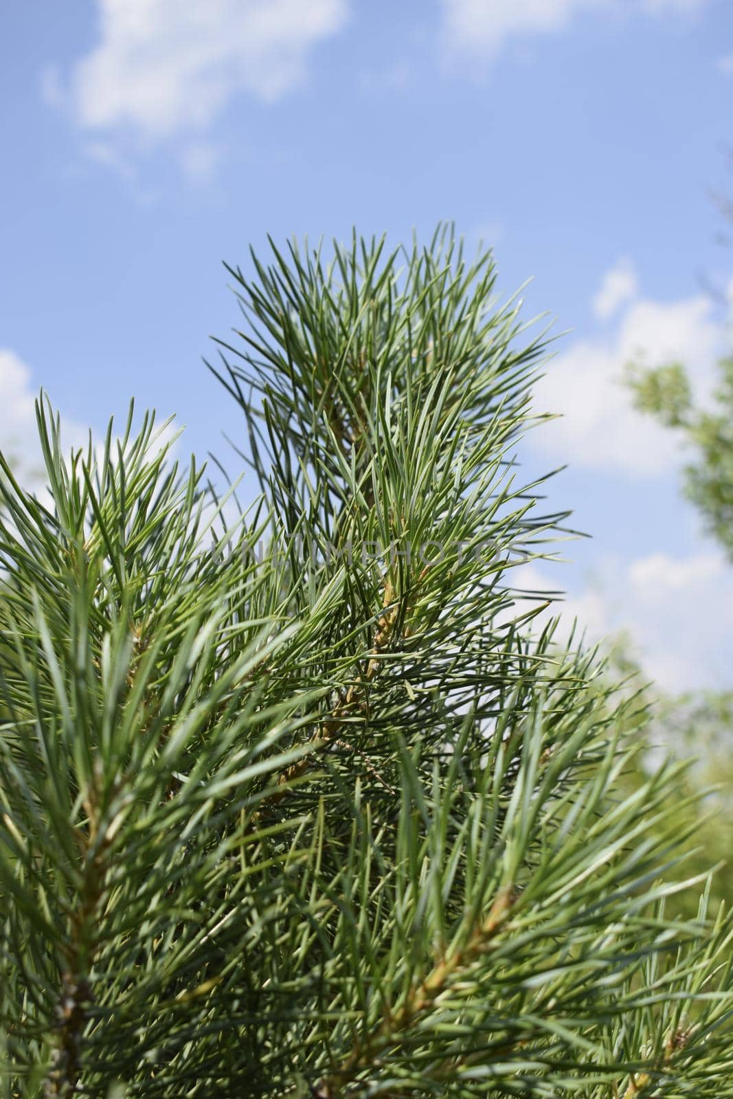 A branch of green pine with needles, on a summer day, against the sky. Blurred background of green pine twig with long green needles under blue sky. Freshness, nature concept. Latin: Pinus sylvestris