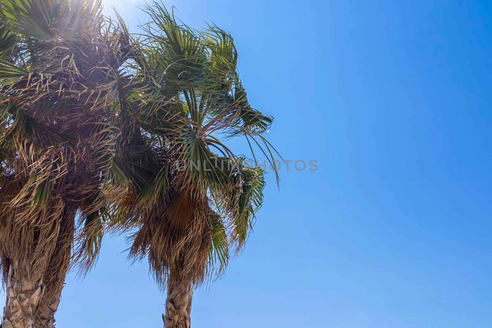 palm trees against the blue sky and the rays of the sun by roman112007