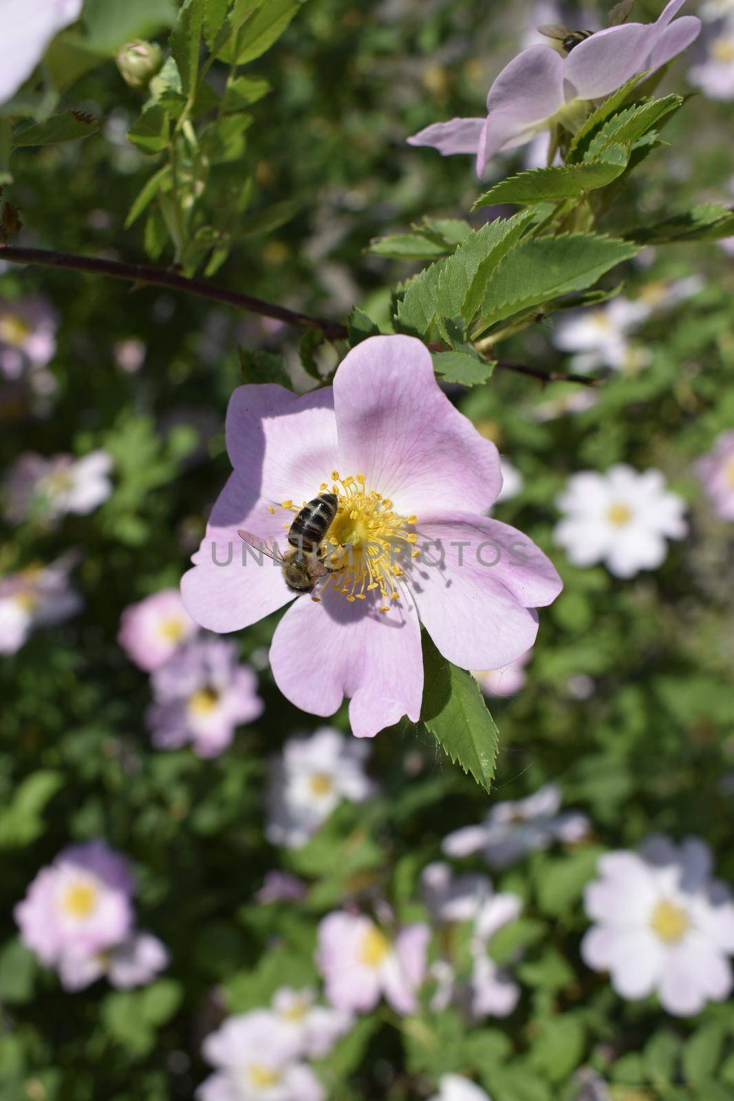 Rosehip bush blooming in spring. Bright beautiful flowers of rose hips of delicate pink color of pastel tones. Medicinal flowers brewing tea for weight loss diuretic prostatitis adenoma pressure.