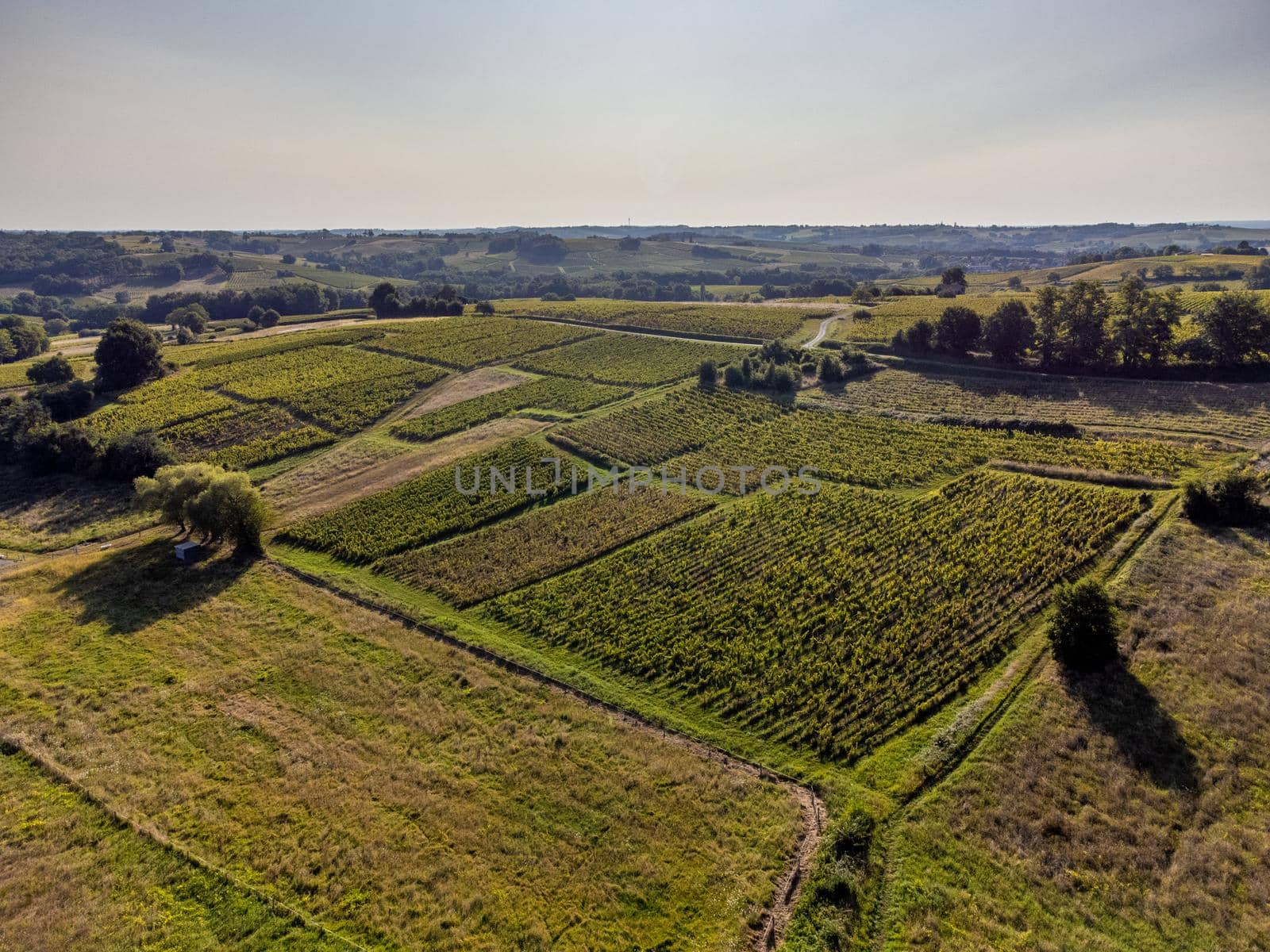Aerial view, Vineyard Sunrise in summer, Sainte Croix du Mont, Bordeaux Vineyard, Gironde, France