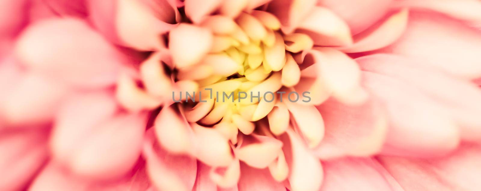 Abstract floral background, pink chrysanthemum flower. Macro flowers backdrop for holiday brand design by Olayola