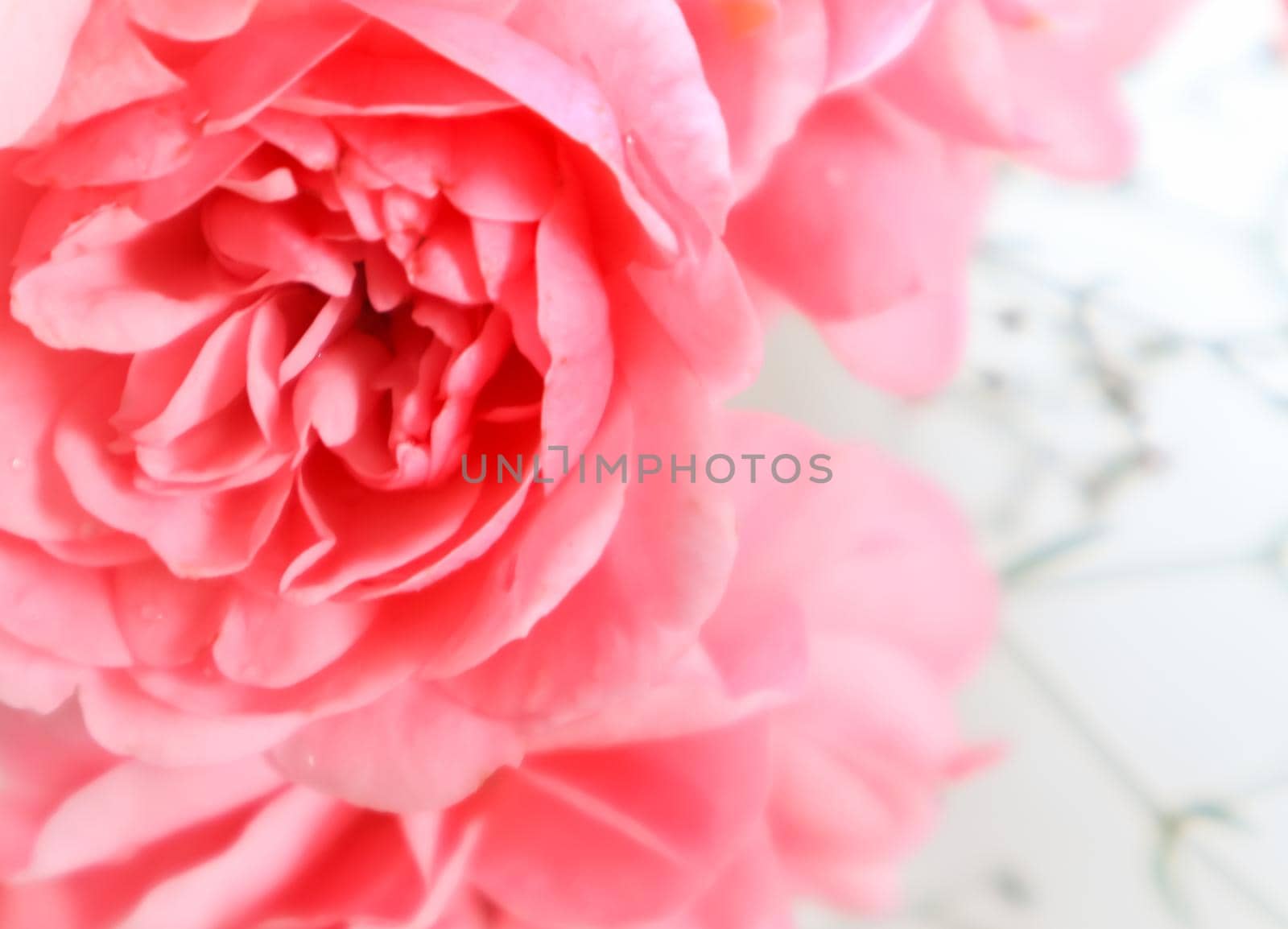 Soft focus on beautiful pink roses on white background