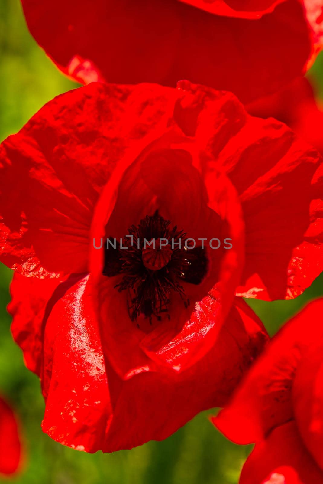 Field of red poppies. Red poppy on green weeds field. Close up poppy head. Papaver rhoeas. Beautiful wild field of red poppies. Summer time, beauty in nature concept