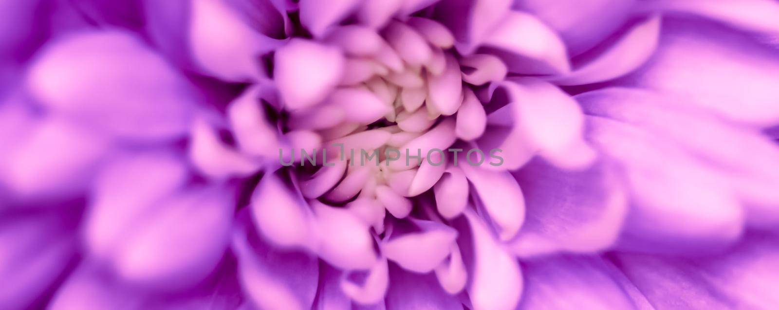 Abstract floral background, purple chrysanthemum flower. Macro flowers backdrop for holiday brand design by Olayola