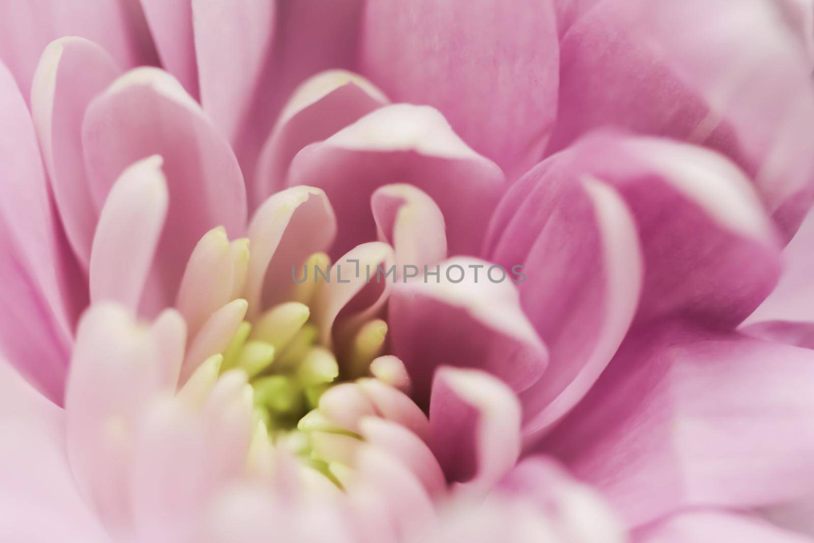 Abstract floral background, pink chrysanthemum flower. Macro flowers backdrop for holiday brand design by Olayola