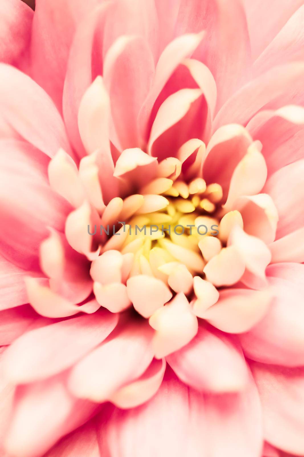 Abstract floral background, pink chrysanthemum flower. Macro flowers backdrop for holiday brand design by Olayola