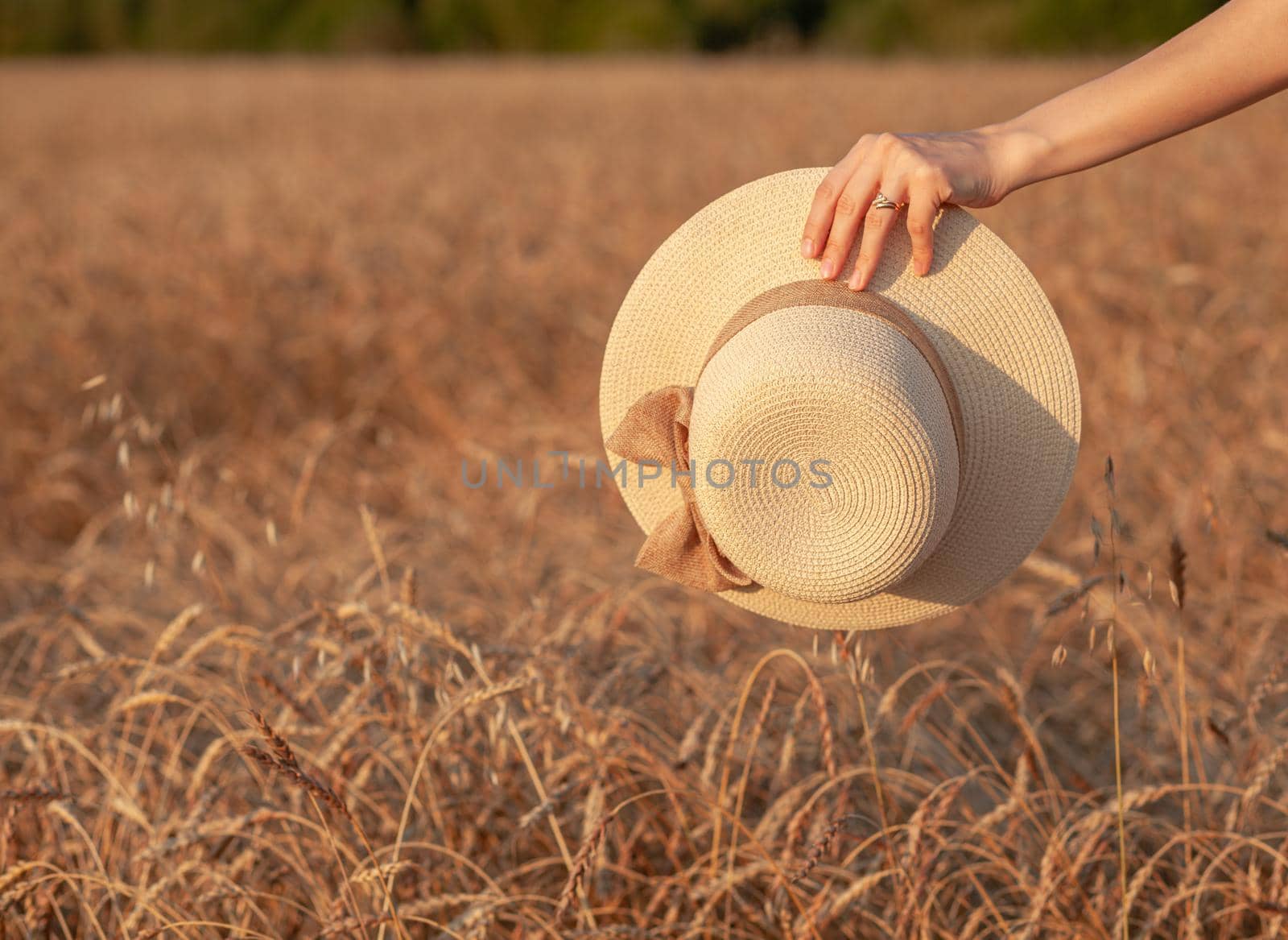 Young beautiful girl with long curly hair poses in a wheat field in the summer at sunset. A girl holds a hat in her hand against the background of a wheat field. The view from the back. Toning.