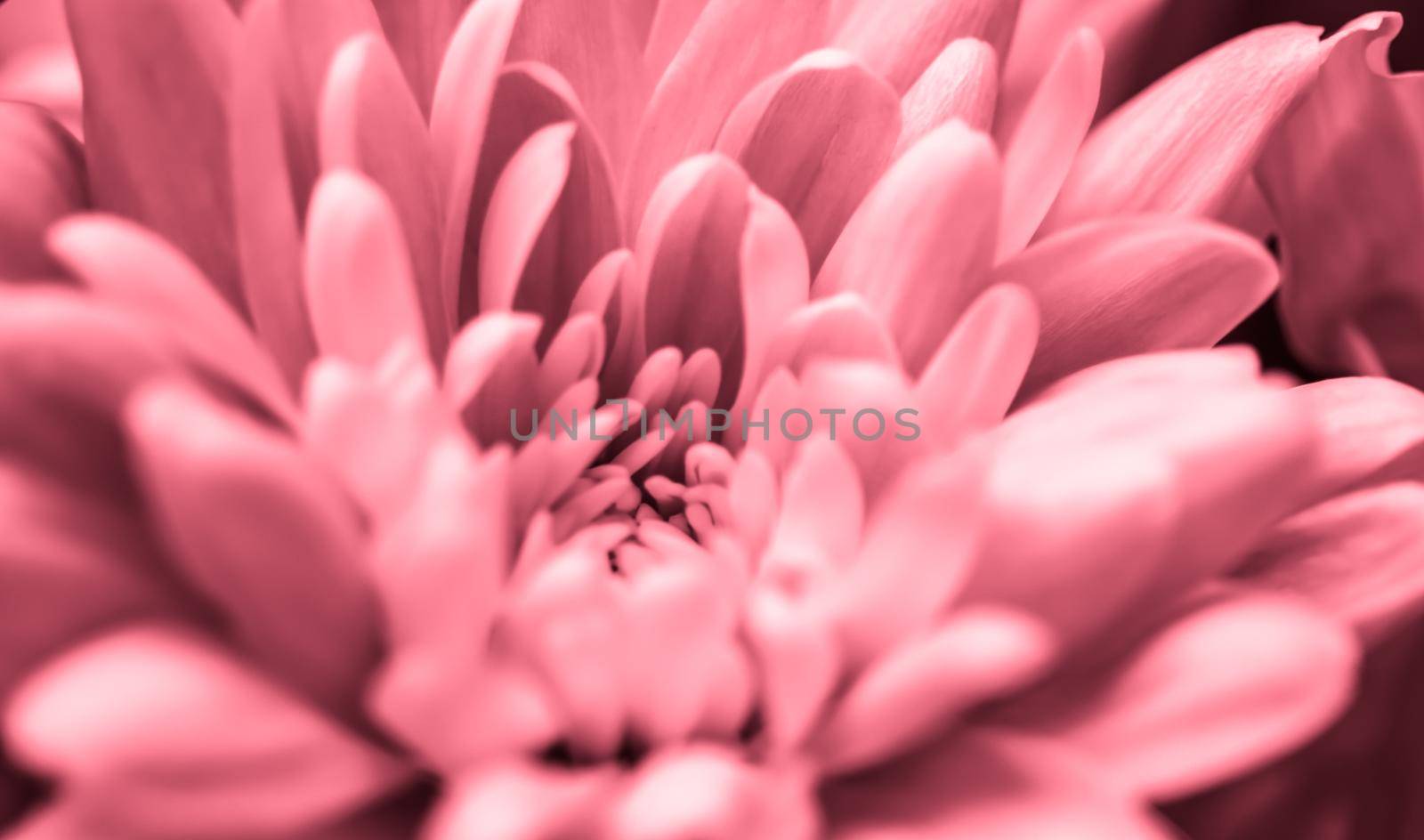 Abstract floral background, pink chrysanthemum flower. Macro flowers backdrop for holiday brand design by Olayola