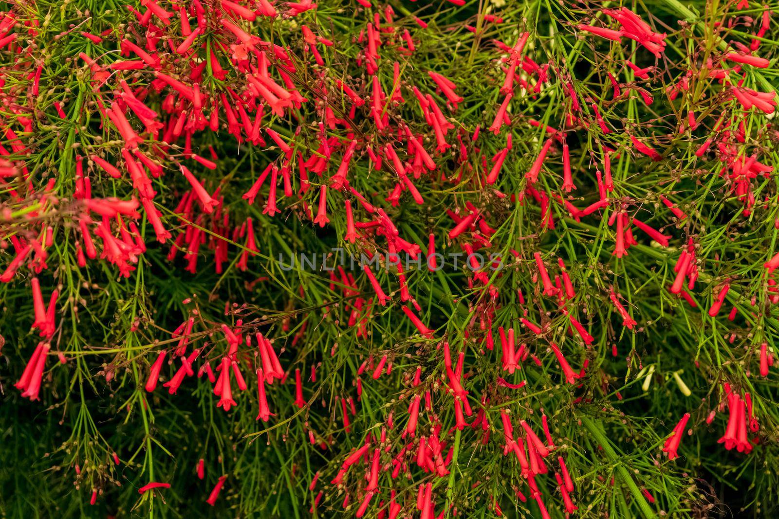 Closeup of a beautiful russelia equisetiformis plant with its characteristic flowers. Note the incredible red color of the petals.