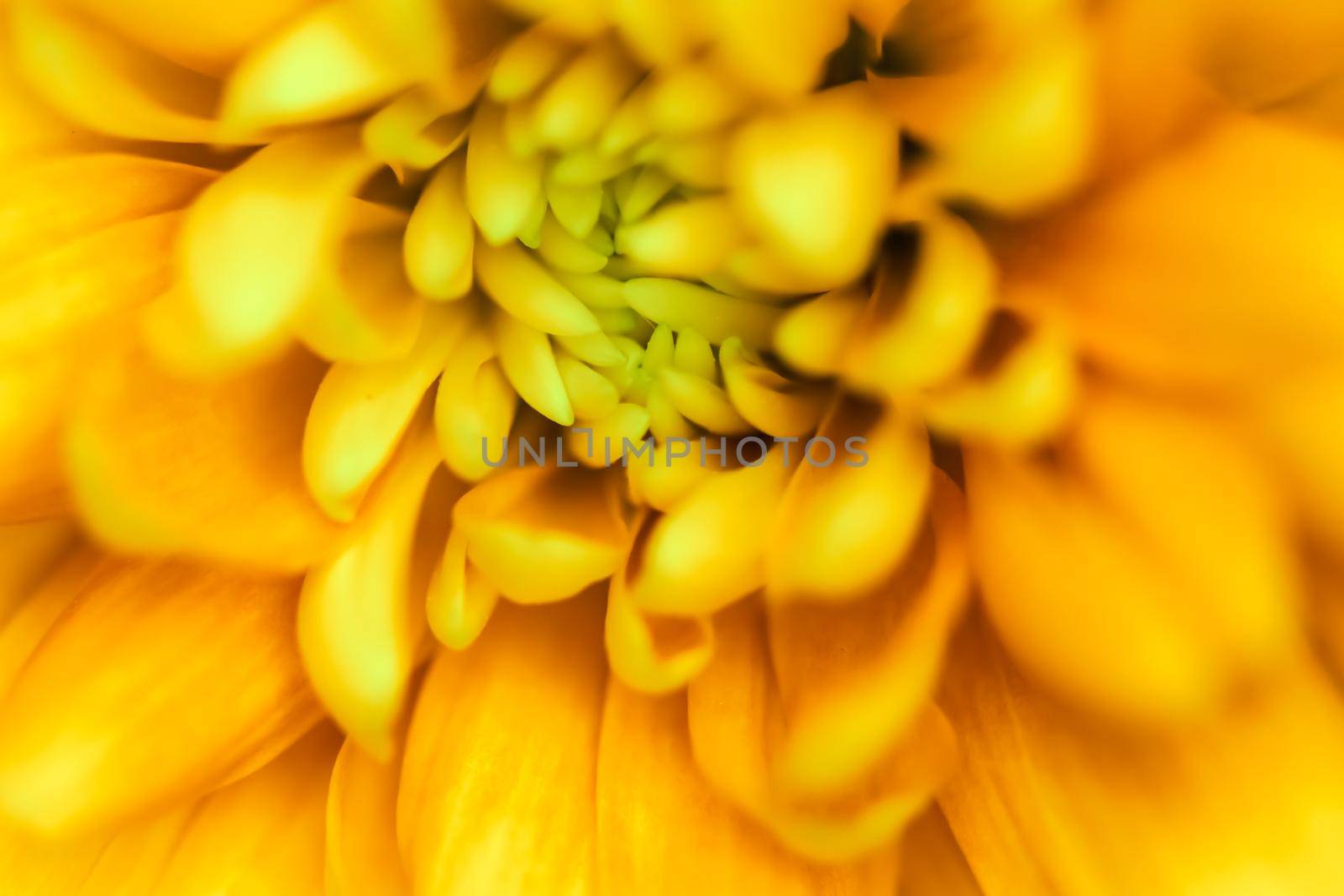 Abstract floral background, yellow chrysanthemum flower. Macro flowers backdrop for holiday brand design by Olayola