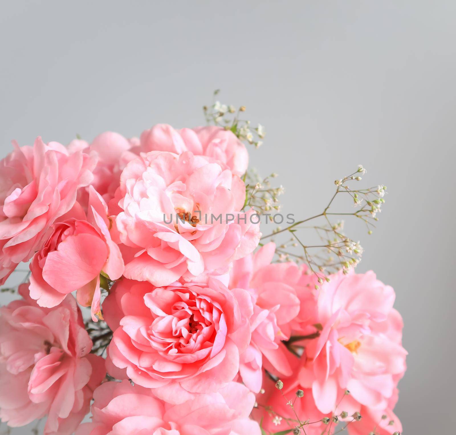 Pink roses on gray background. Perfect for background greeting cards and invitations of the wedding, birthday, Valentine's Day, Mother's Day