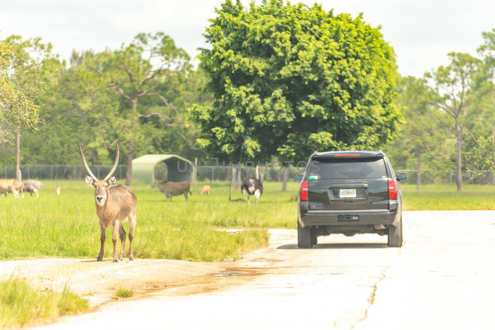 Safari drive through park. Cars driving near animals in cage free zoo