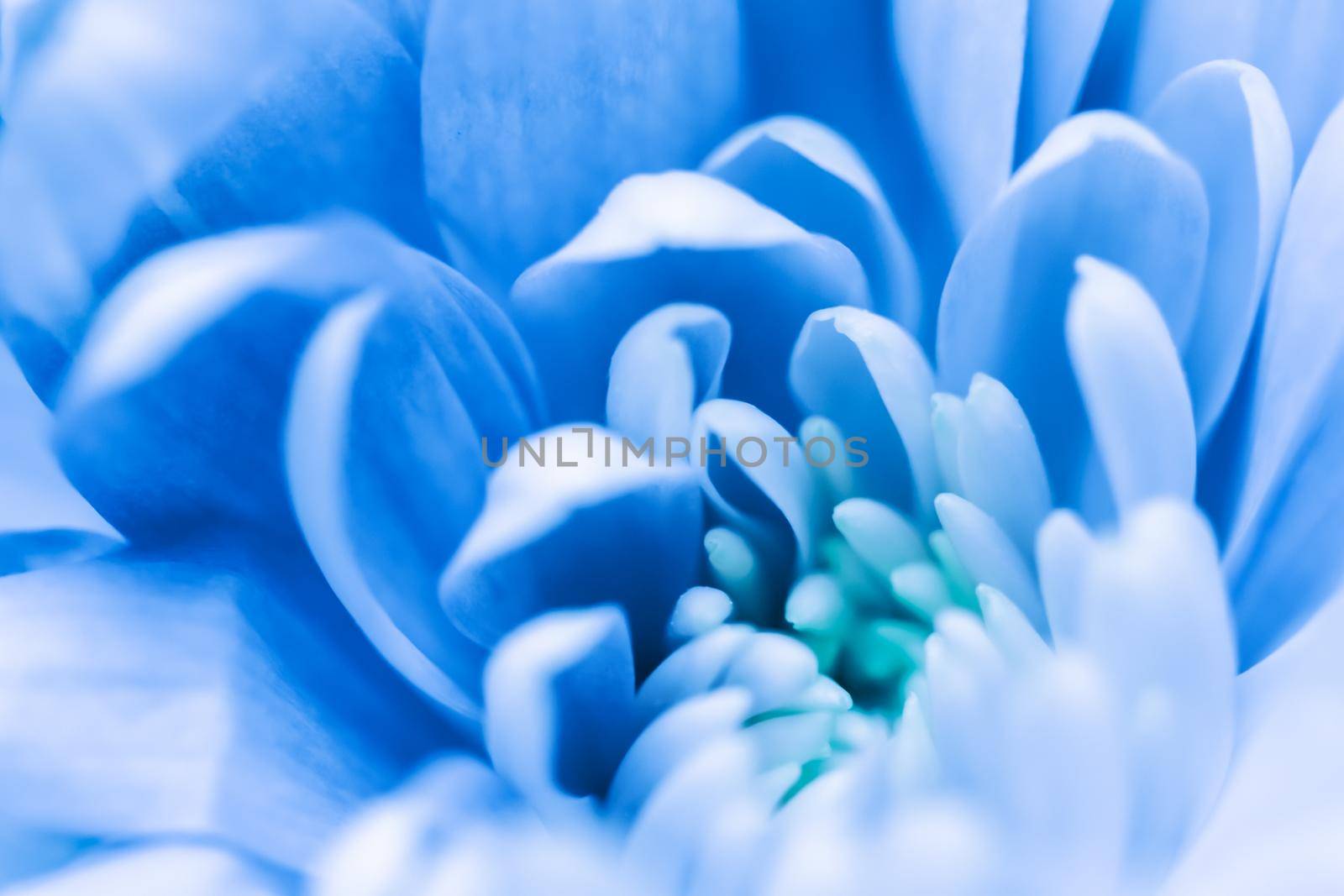 Abstract floral background, blue chrysanthemum flower. Macro flowers backdrop for holiday brand design by Olayola