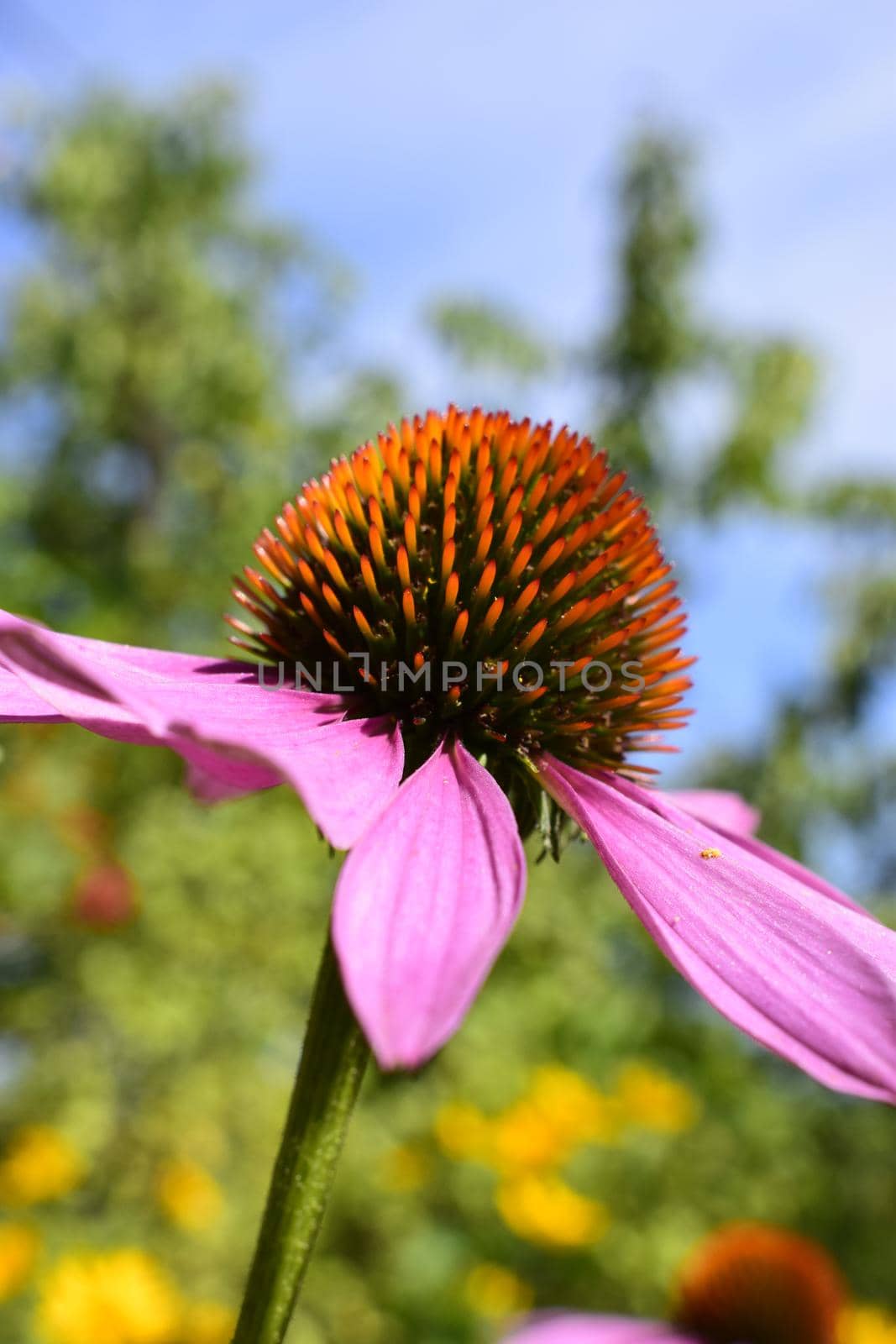 Purple flower Echinacea purpurea in the garden. Botanical background. Beautiful pink petals blooming plants. Decorative shrub for landscape design in parks and gardens