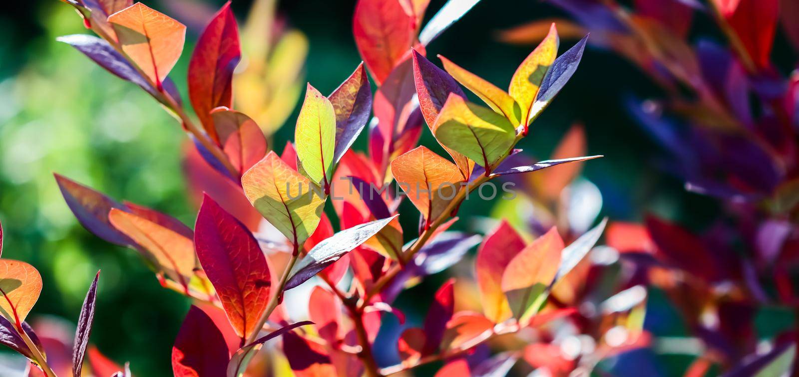 Red leaves on a branch of a blueberry bush in the garden. Blurred autumn background by Olayola
