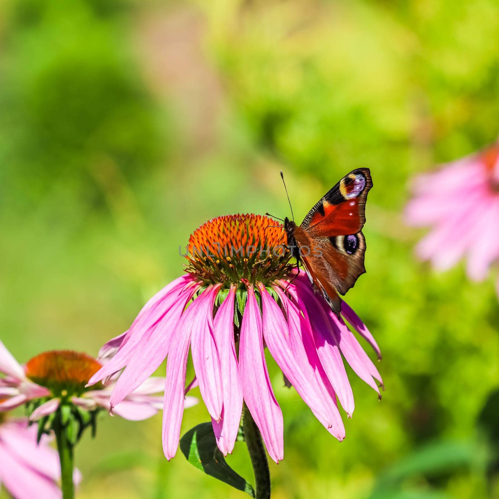 Beautiful colored European Peacock butterfly on purple flower Echinacea in sunny garden. by Olayola