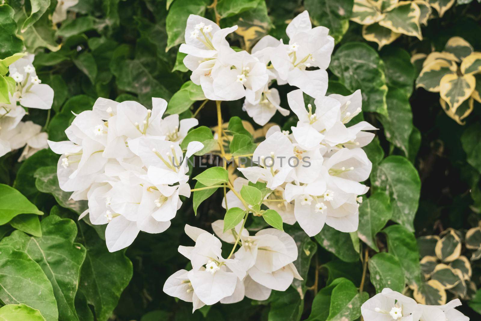 Closeup of a beautiful bougainvillea plant by silentstock639