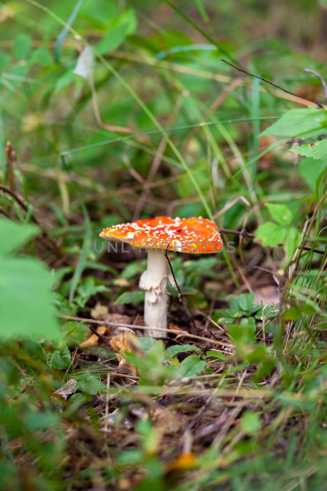 An inedible mushroom is a red fly agaric near a tree. Forest poisonous mushroom red fly agaric. Beautiful forest background with a red mushroom close-up.