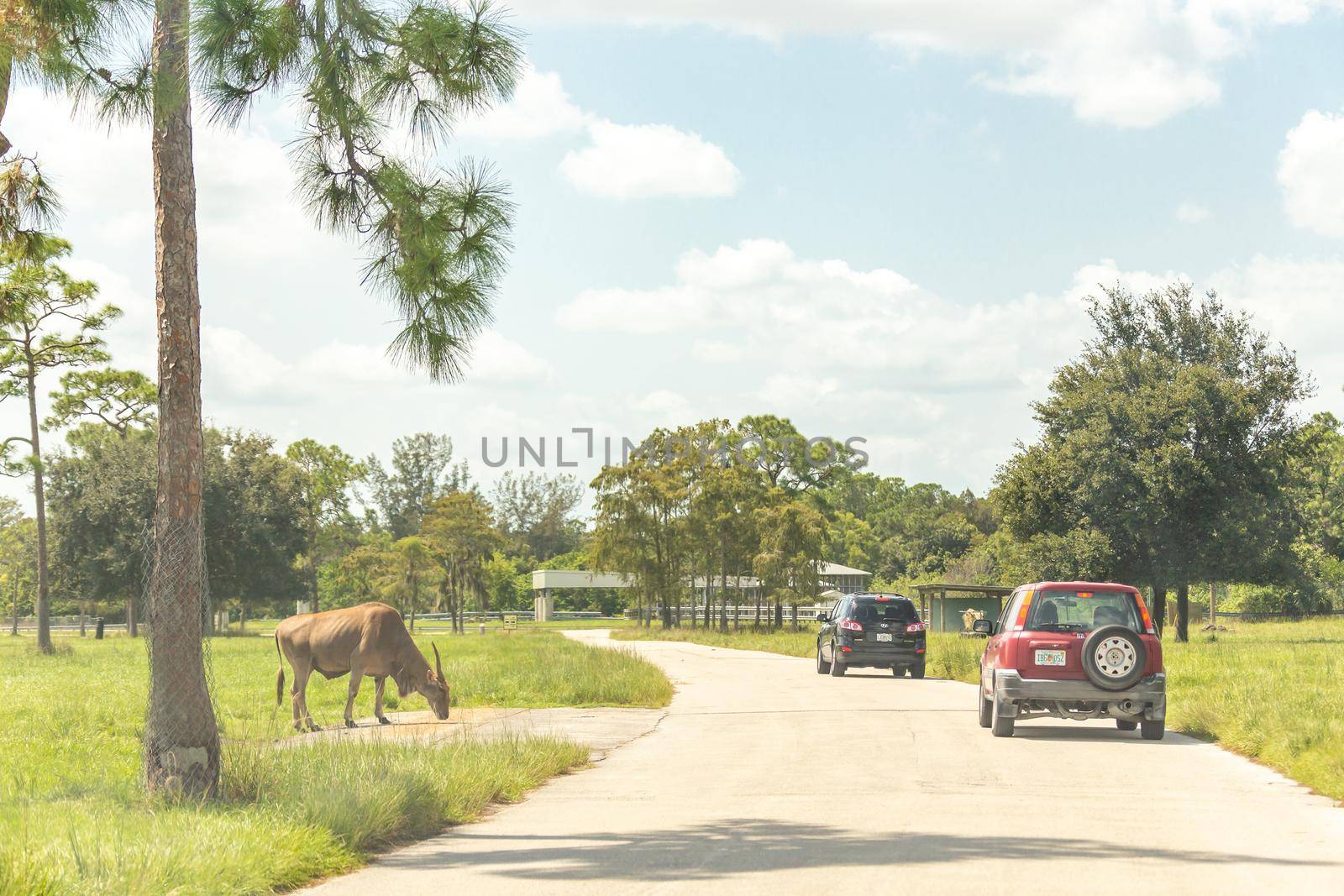 Florida, USA - September 19, 2019: Lion Country Safari drive through park in West Palm Beach Florida. Cars driving near animals in zoo