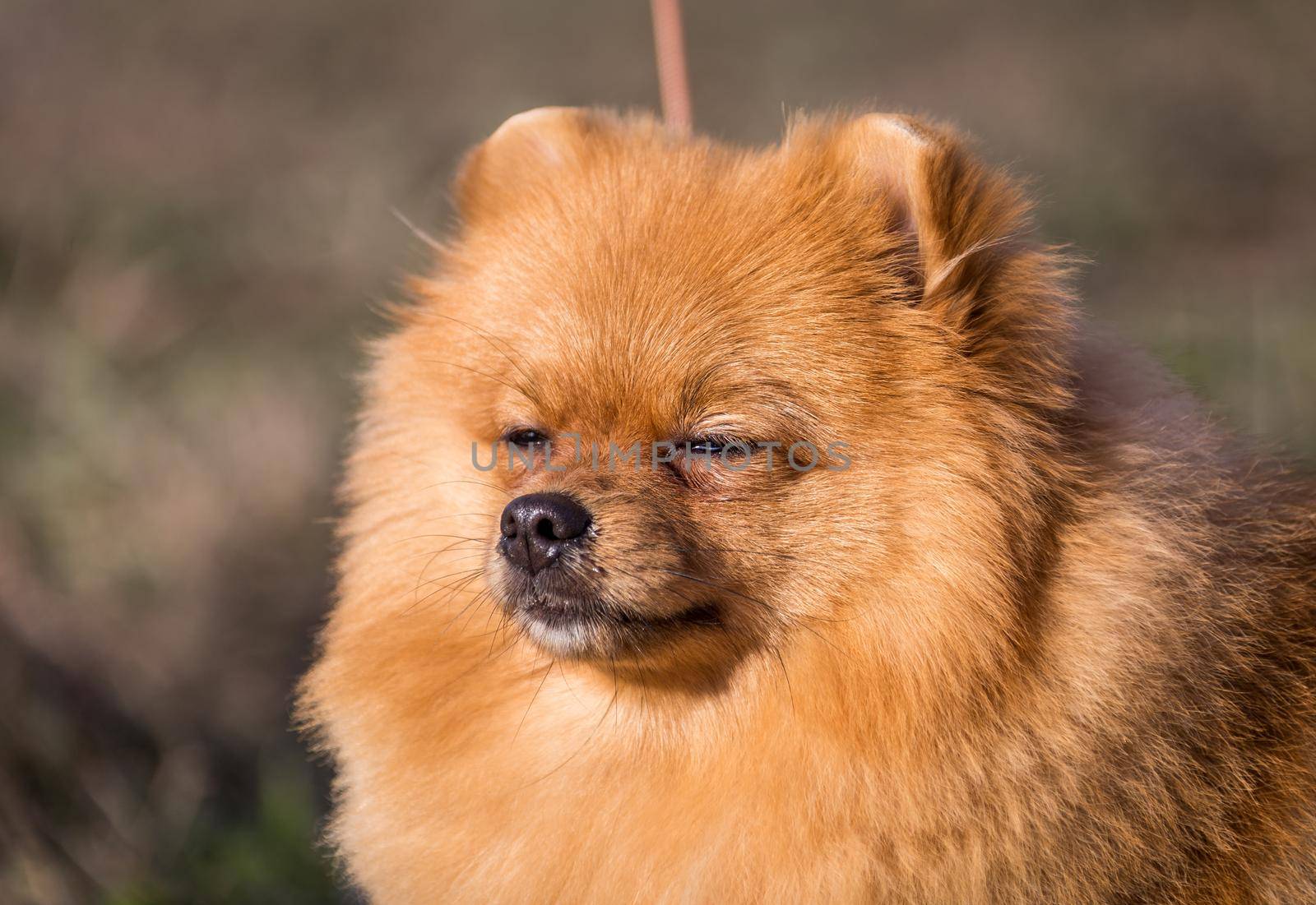 Portrait of cute pomeranian spitz dog
