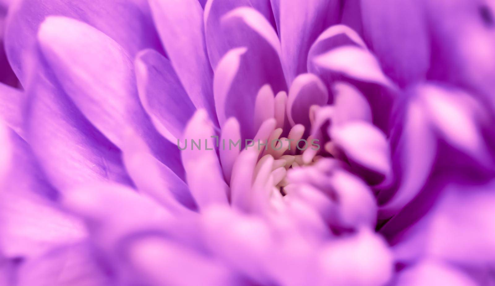 Abstract floral background, purple chrysanthemum flower. Macro flowers backdrop for holiday brand design by Olayola