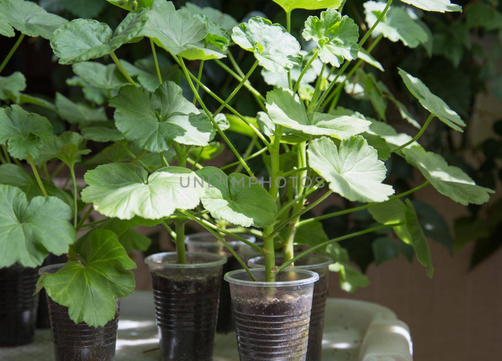 Lots of Geranium plants being grown in plastic