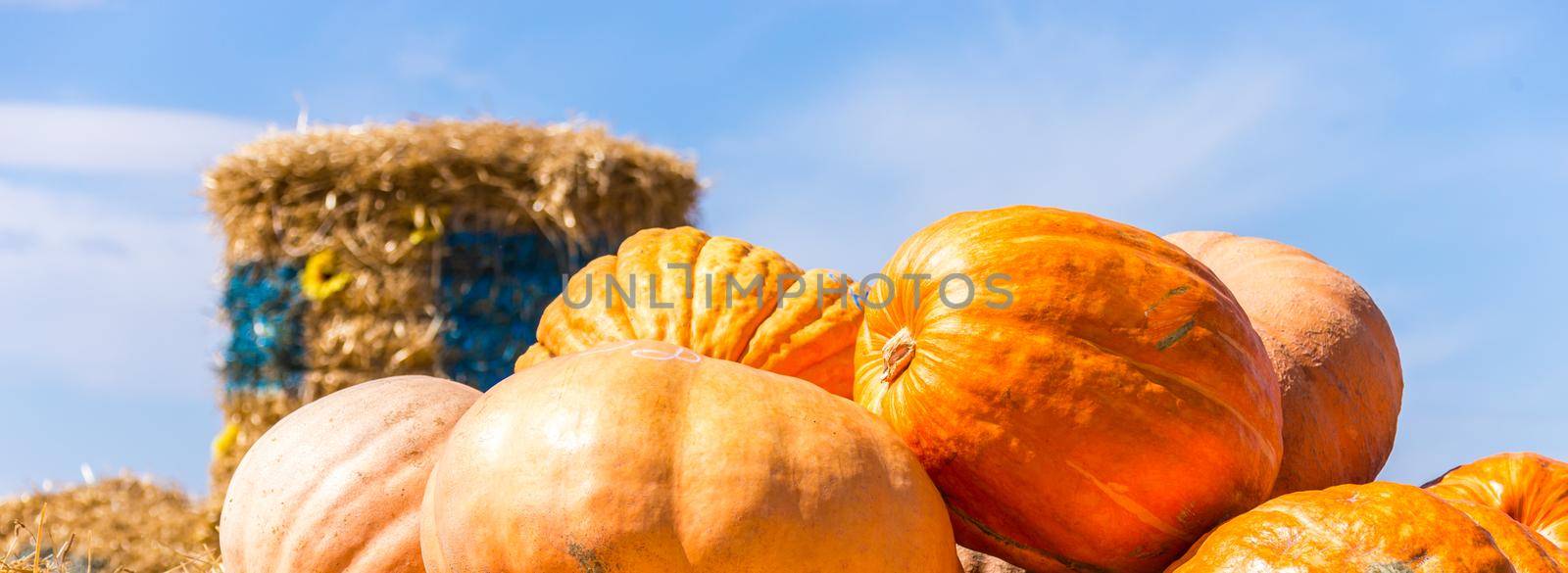 orange pumpkins at outdoor farmer market on straw by Mariakray