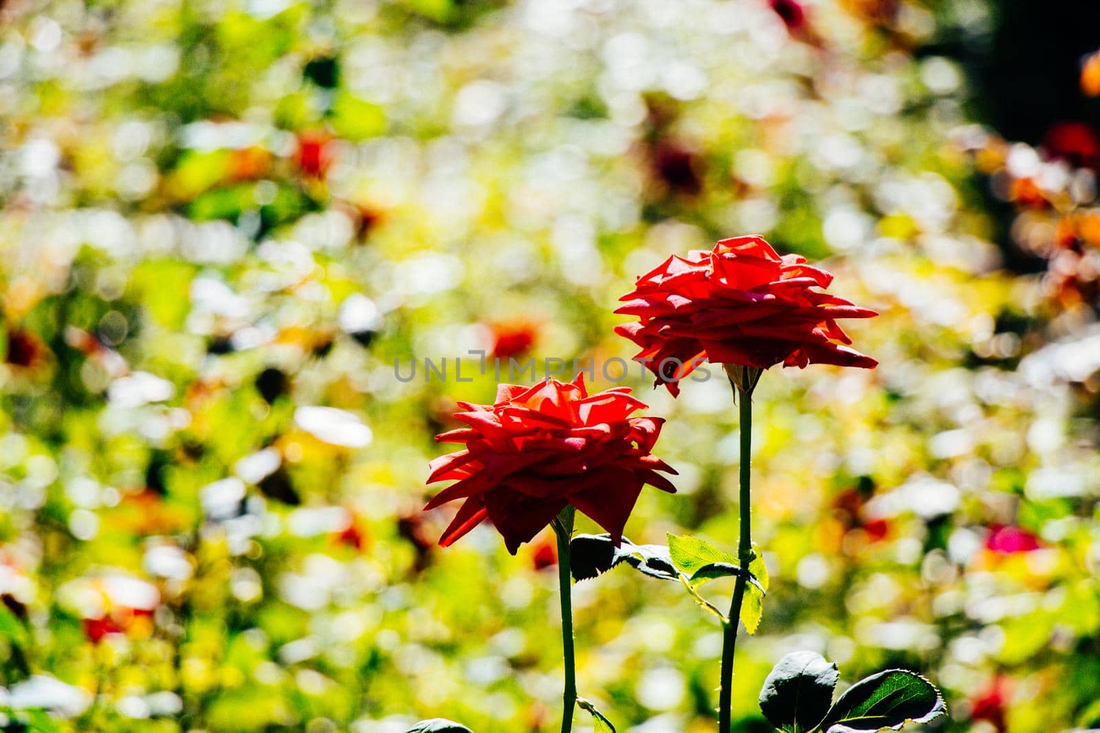 Two blooming beautiful colorful roses in the garden background