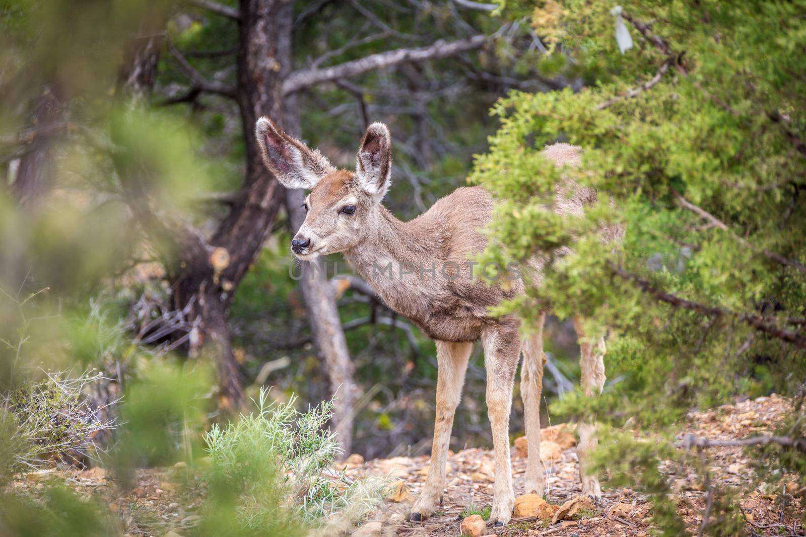 Young deer in usa forest