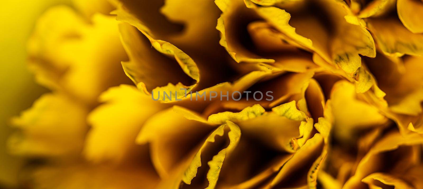Abstract floral background, yellow carnation flower petals. Macro flowers backdrop for holiday brand design by Olayola