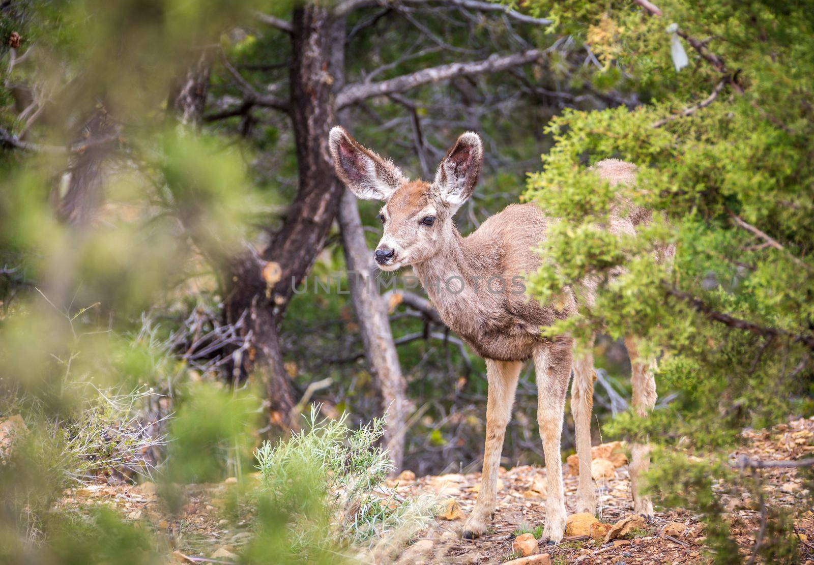 Young deer in usa forest