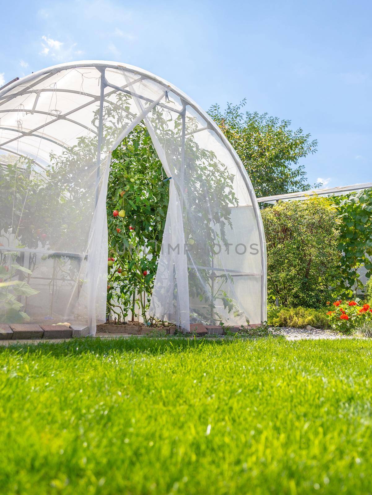 warm house with tomatoes in private house garden in back yard with green lawn