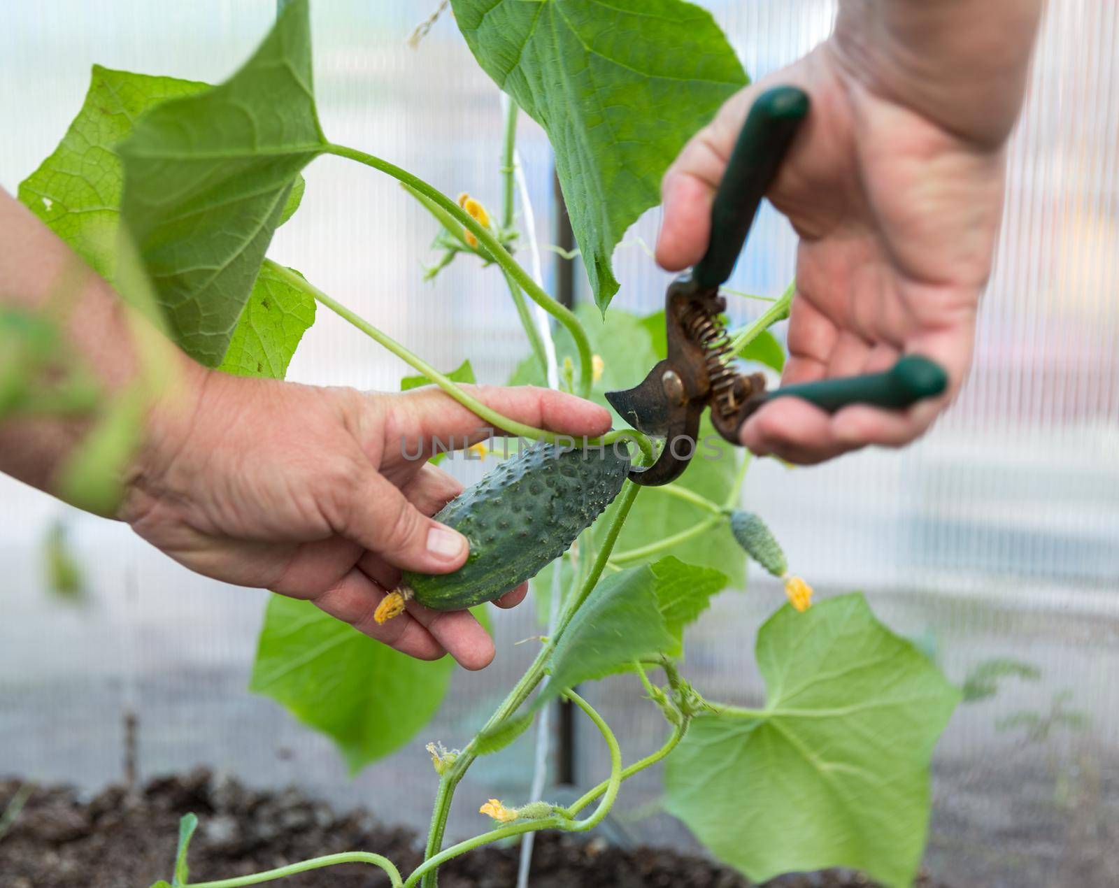 Woman hands picking a cucumber, close up