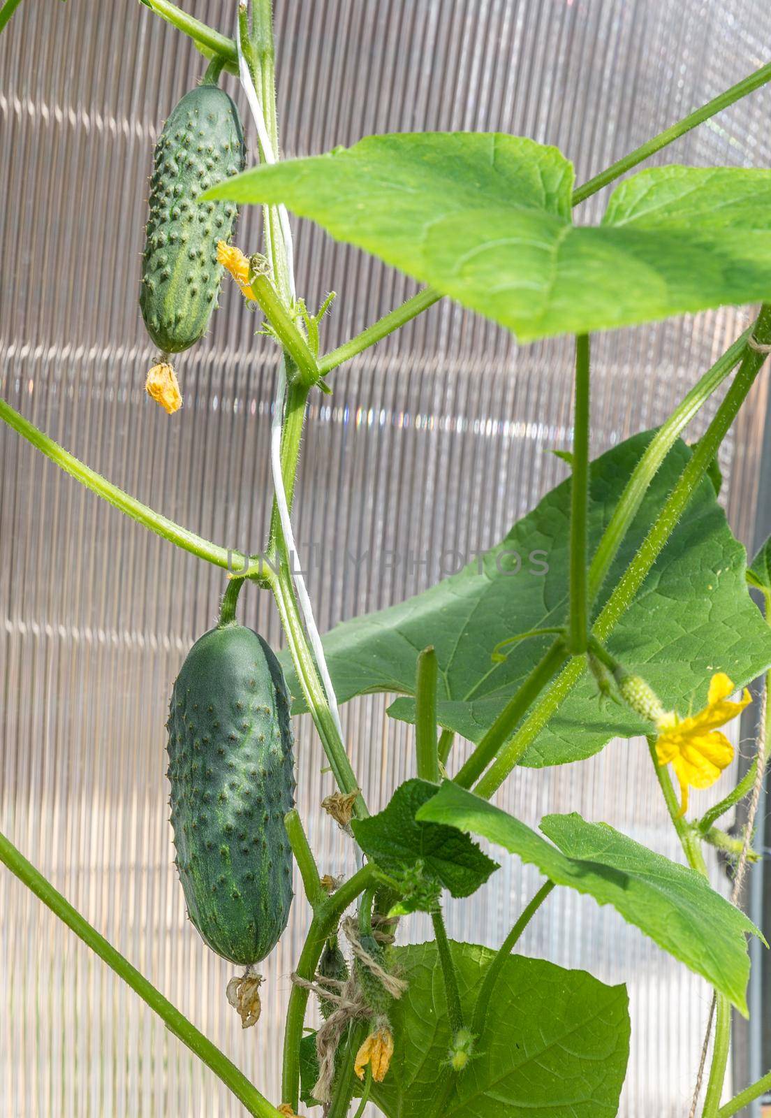 Green cucumber growing in the garden