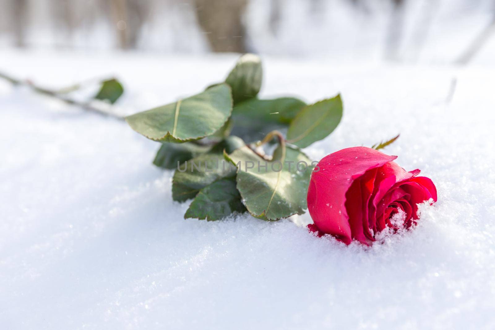 Red rose on snow background