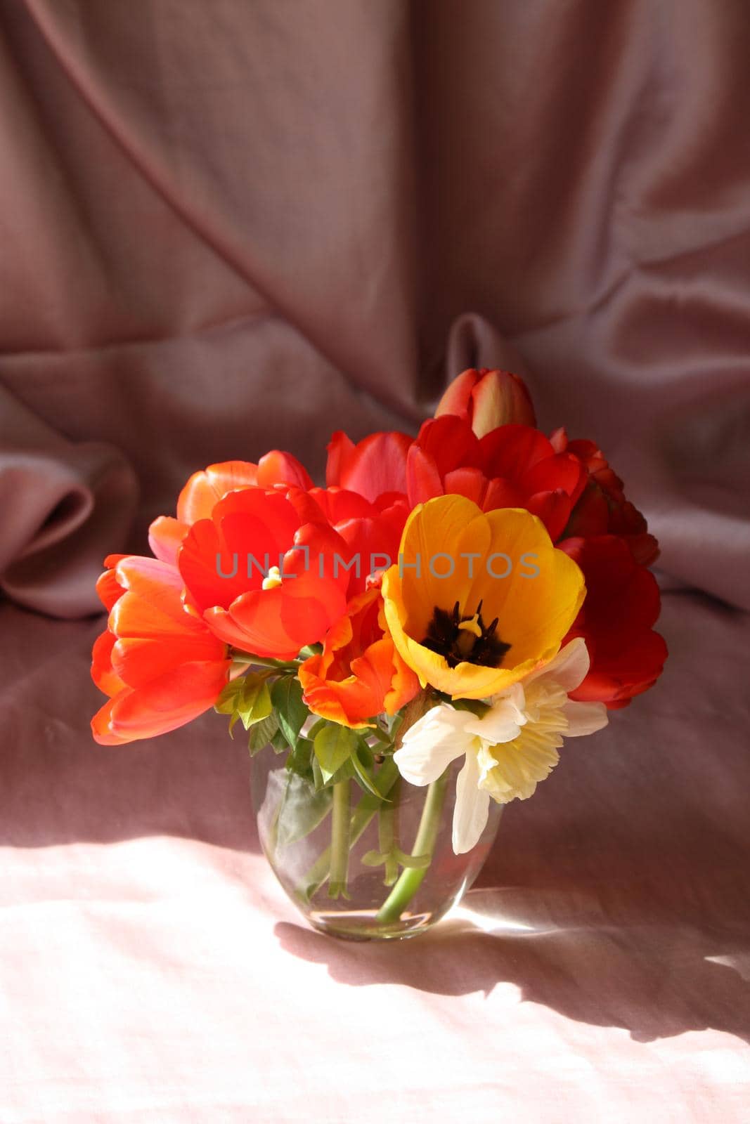 Amazing bright tulip flowers close up in sunlight